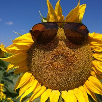 Michael Kors Classic Sunglasses