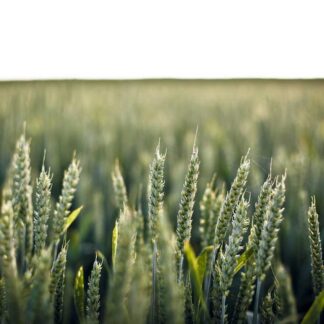 Adidas Pro Trainers